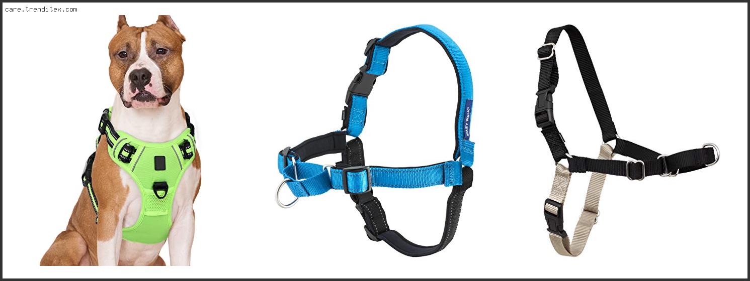 Best Harness For Training Dogs To Walk