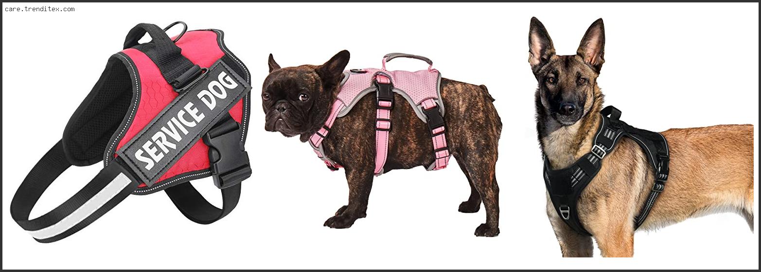 Best Harness For Service Dog