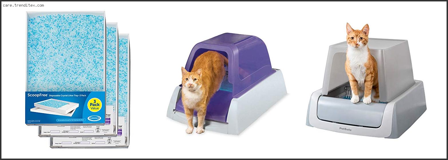 Best Cat Box For Kittens