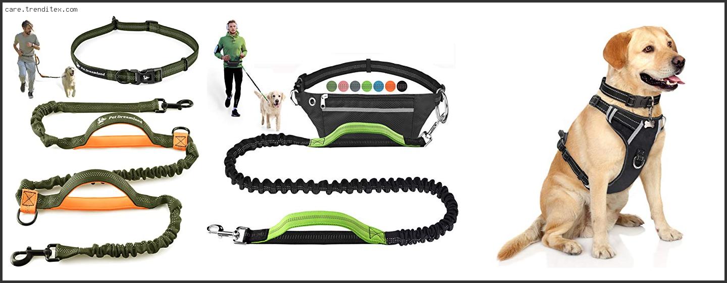 Best Running Leashes For Dogs That Pull