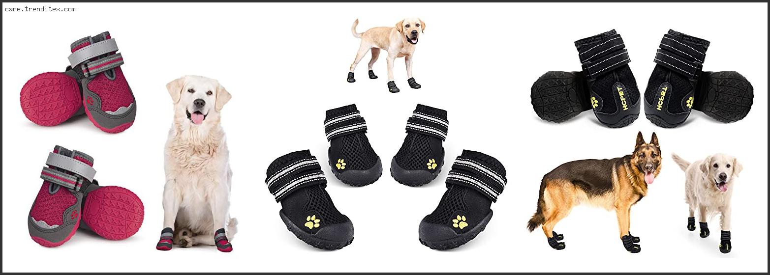 Top 10 Best Dog Walking Shoes Available On Market My TrendiTex