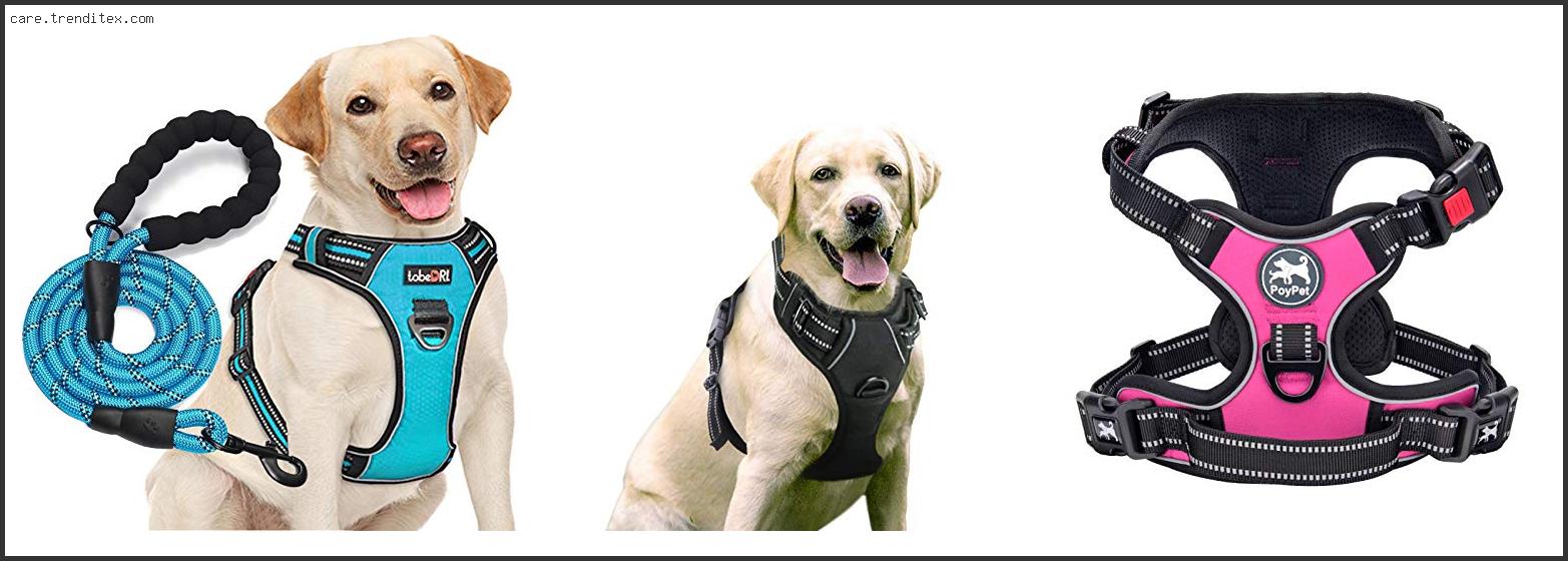 Best Padded Dog Harness For Large Dogs