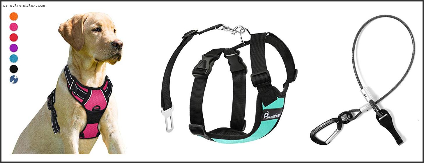 Best Dog Harness For Chewers