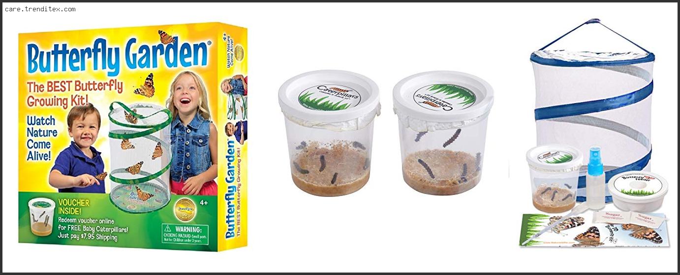 Best Butterfly Kit With Live Caterpillars