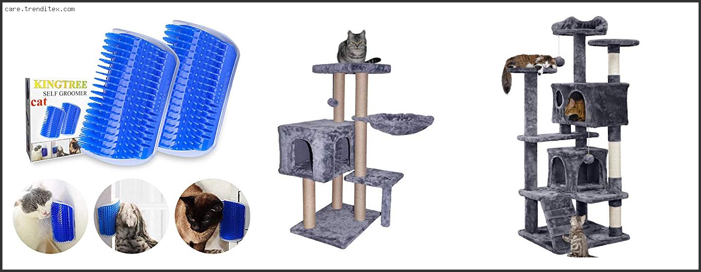 Best Things For Cats